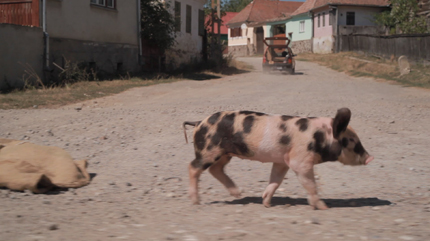 Bálint Ibolya: A csoda - Kép a filmből